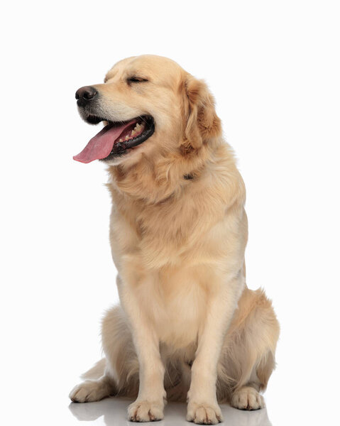 Beautiful Golden Retriever Dog Sticking Out Tongue Looking Side While — Stock Photo, Image