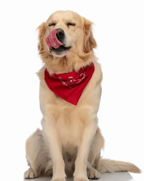 Greedy Labrador Retriever Dog Red Bandana Licking Nose Sitting Front — Stock Photo, Image