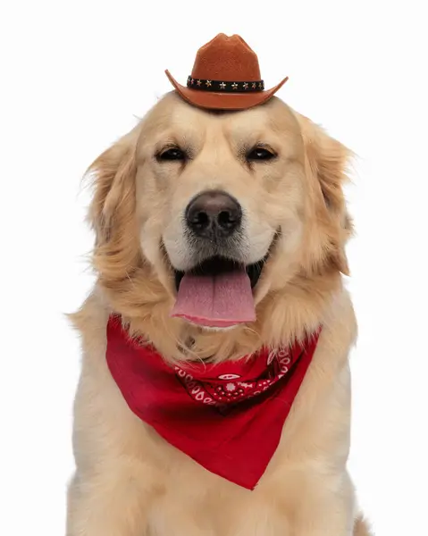 Adorable Perro Golden Retriever Con Sombrero Sheriff Bandana Roja Jadeando —  Fotos de Stock