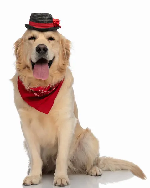 黒い帽子と赤いバンダナを着て白い背景の前に座っているかわいいゴールデンレトリーバー犬 — ストック写真