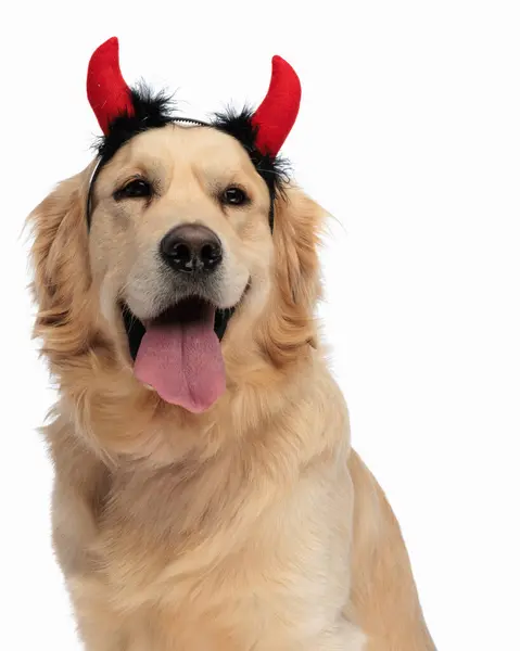 Şeytanın Boynuzları Olan Dilini Çıkarıp Beyaz Arka Plana Bakan Değerli — Stok fotoğraf