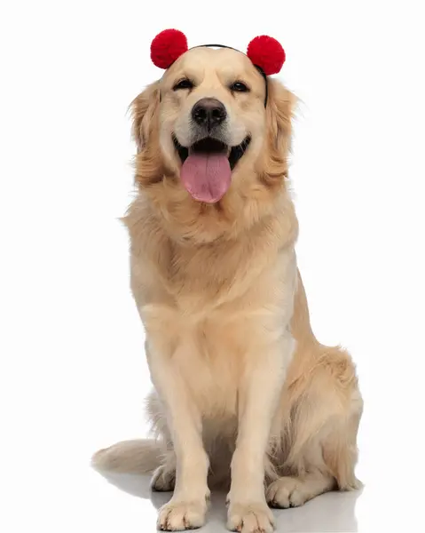 Golden Labrador Retriever Dog Wearing Tassels Headband Sticking Out Tongue — Stock Photo, Image