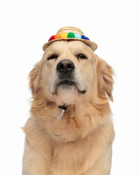 タッセルの帽子をかぶった愛らしいゴールデンレトリーバーの子犬は 白い背景の前に座って楽しみにしています — ストック写真