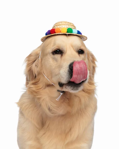 白い背景の前に座っている間見て鼻を舐めるタッセルを持つ貪欲なラブラドールリトリーバー犬 — ストック写真