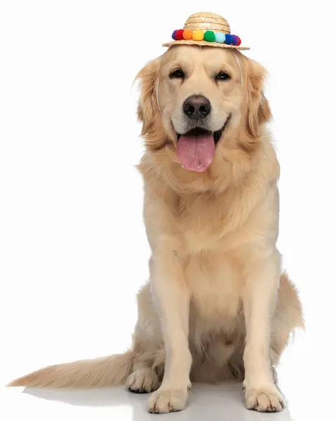 タッセルキャップを身に着け 白い背景の前に座っている間 舌とパンチを貼り付ける美しい金のレトリーバーの子犬 — ストック写真