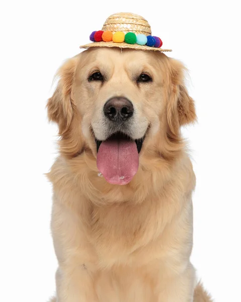 タッセルが付いているかわいいラブラドールの回収犬は舌を突き出し 白い背景の前に先に見ている間楽しみにしています — ストック写真