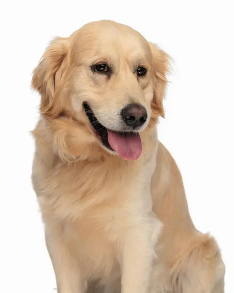 Adorable Golden Retriever Pies Wystający Język Patrząc Daleko Siedząc Przed — Zdjęcie stockowe
