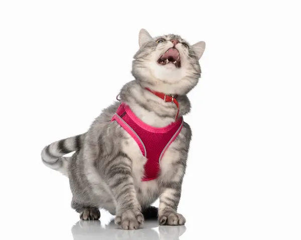 Hungry Little Metis Cat Pink Harness Red Collar Looking Meowing — Stock Photo, Image
