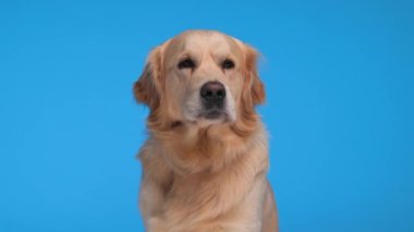 Golden Retriever köpeğinin ileriye baktığı, burnu yaladığı, nefes aldığı, mutlu olduğu ve mavi arka planda dilini dışarı çıkardığı bir video projesi.