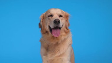 Golden Retriever köpeğinin mavi arka planda otururken dili açık ve nefes nefese bakışları mutlu.