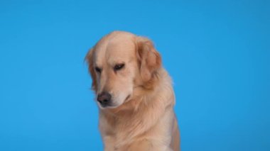 Merak uyandıran Labrador av köpeği mavi arka planda otururken hevesle burnunu yalıyor.