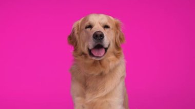 Heyecanlı küçük Golden Retriever köpeği ileriye bakıyor ve nefes nefese, burnunu yalıyor ve pembe arka planda oturuyor.