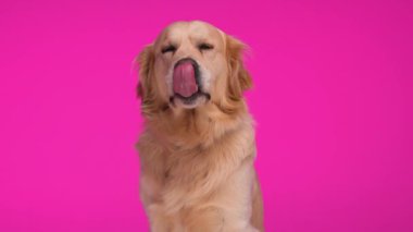 Güzel Labrador av köpeği oturuyor, ileriye bakıyor, dilini dışarı çıkarıyor ve pembe arka planda nefes nefese.