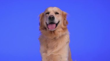 Kıymetli Golden Retriever köpeği ileriye bakıyor ve mor arka planda otururken dili dışarı doğru nefes nefese.