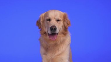 Labrador av köpeğinin dilini çıkarıp nefes nefese kaldığı, ileriye baktığı, burnunu yaladığı ve mor arka planda oturduğu bir video projesi.