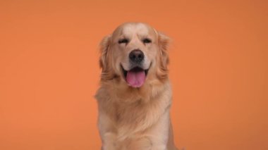 Golden Retriever köpeği turuncu arka planda nefes alıp verirken oturup ileriye bakıyor.