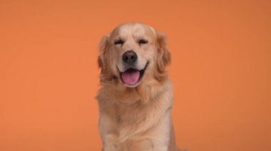 Uykulu Golden Retriever köpeği, dili dışarı fırlamış, ileriye bakıyor ve stüdyoda turuncu arka planda oturuyor.