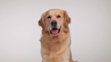 Güzel Golden Retriever köpek yavrusu, gri arka planda otururken dilini çıkarıp nefes nefese kalıyor.