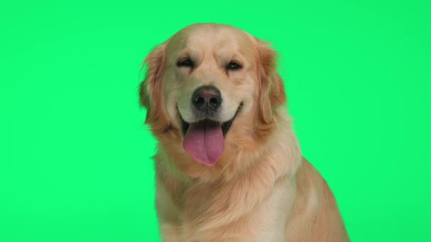 Tembel Tapılası Golden Retriever Köpeği Yeşil Arka Planda Otururken Dilini — Stok video