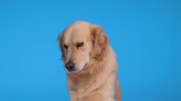 Zvědavý Labrador Retrívr Pes Vzhlíží Dychtivě Olizuje Nos Při Sezení — Stock video