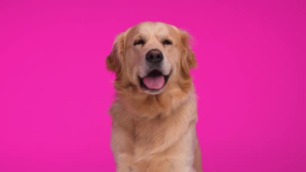 兴奋的小金毛猎犬向前看 舔鼻涕 坐在粉色的背景上 — 图库视频影像