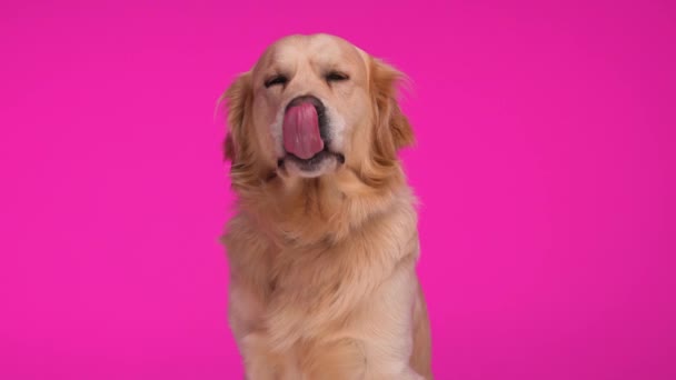 美丽的拉布拉多猎犬猎犬坐在那里 向前看 伸出舌头 在粉色背景前喘息 — 图库视频影像