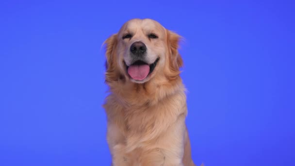 貴重な小さなゴールデンレトリーバー犬は 紫色の背景の前に座っている間 舌でパンチングを楽しみにしています — ストック動画