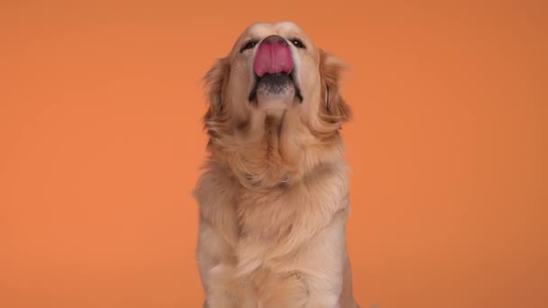 好奇的拉布拉多小猎犬在工作室里坐在橙色的背景前 抬起头 舔着鼻子 用舌头喘气 — 图库视频影像