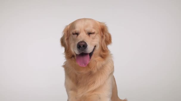 Schattige Labrador Retriever Hond Zitten Vooruit Kijken Terwijl Hijgen Met — Stockvideo