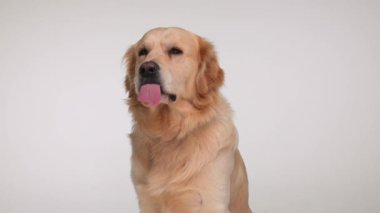Labrador Retriever 'ın yan gözle bakan, burnunu yalayan, yukarı bakan ve gri arka planda otururken aç ve meraklı olduğu bir video projesi.