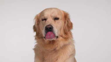 Açgözlü Golden Retriever köpeği. Gri arka planda otururken ileriye bakıyor ve burnunu yalıyor.