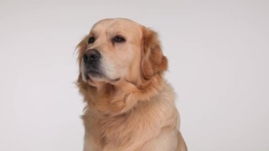 Mutlu Labrador av köpeği yan gözle bakar ve burnunu yalar, dili dışarı çıkar ve gri arka planda oturur.