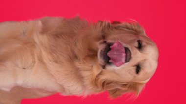 Sevimli Golden Retriever köpeği ileriye bakıyor ve burnu yalıyor, şehvetli ve kırmızı arka planda oturuyor.