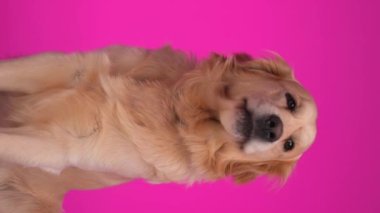 Tatlı Golden Retriever köpeği yan ve yukarı bakıyor ve pembe arka planda oturmuş burnunu yalıyor.