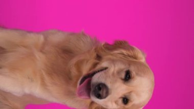 Küçük tembel Labrador av köpeği. Dilini çıkarmış, soluk soluğa kalmış. Gözünü kaçırıp pembe arka planda sıkılıyor.