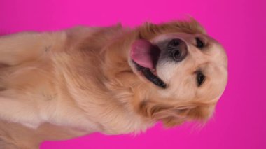 Sıkıcı golden retriever köpeği dışarıda dili soluk soluğa, yukarı ve ileriye bakıyor ve pembe arka planda oturuyor.
