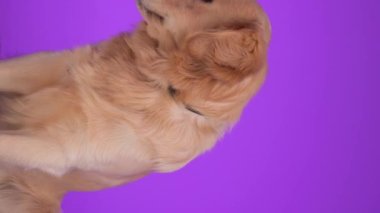 Stüdyonun mor arka planında uzanmış, yan tarafa bakarken burnunu yalayan tatlı Golden Retriever köpeği.