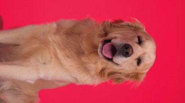 Tatlı Golden Retriever köpeği ileriye bakıyor. Kırmızı arka planda otururken dilini çıkarıp nefes nefese kalıyor.