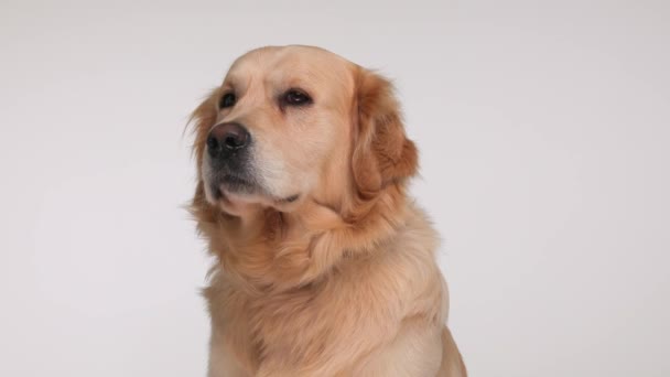 Glücklicher Labrador Retriever Hund Schaut Zur Seite Und Leckt Nase — Stockvideo