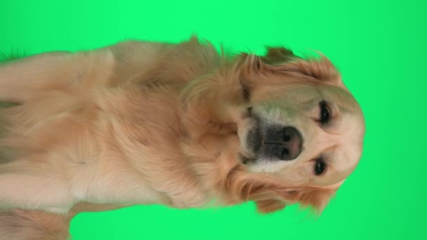 Vídeo Vertical Cão Bonito Golden Retriever Saindo Língua Lambendo Nariz — Vídeo de Stock