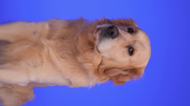 Bonito Golden Retriever Cão Olhando Para Lado Para Frente Sentado — Vídeo de Stock