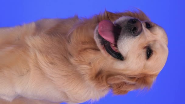 甘い貴重なゴールデンレトリーバー犬は 周りを見回して紫色の背景に座っている間 舌とパンチを突き出します — ストック動画