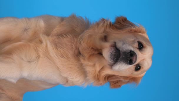 Curioso Perrito Golden Retriever Mirando Alrededor Mientras Busca Comida Lamiendo — Vídeos de Stock