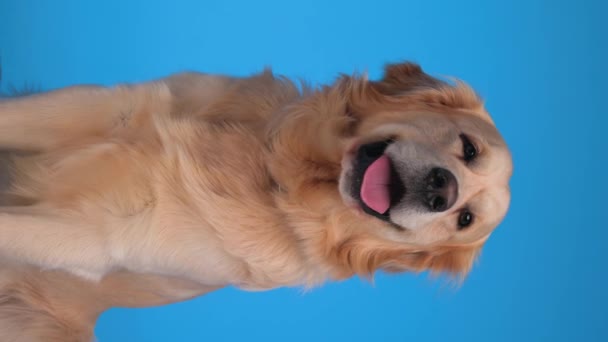快乐的拉布拉多猎犬在向前看和坐在蓝色背景上时 会伸出舌头喘息 — 图库视频影像