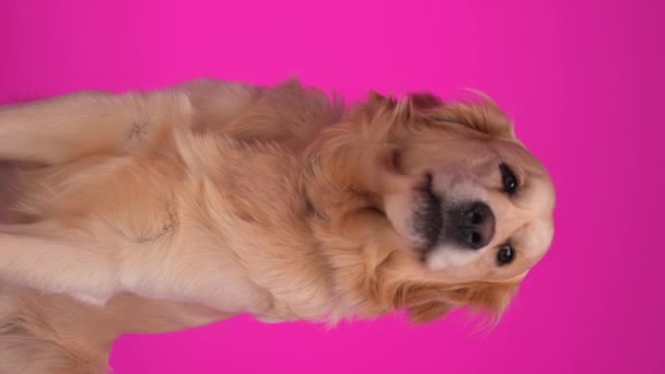 Adorável Golden Retriever Cão Olhando Para Lado Para Cima Lambendo — Vídeo de Stock