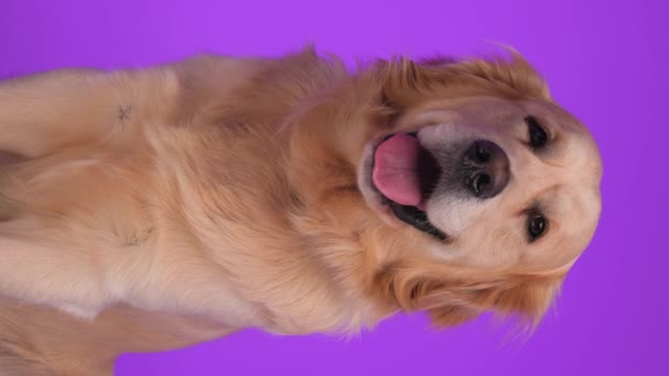 Vídeo Vertical Adorable Cachorro Labrador Sobresaliendo Lengua Jadeando Mientras Mira — Vídeo de stock