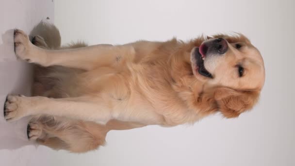 Vídeo Vertical Adorable Dorado Recuperar Perro Sobresaliendo Lengua Jadeando Mientras — Vídeo de stock