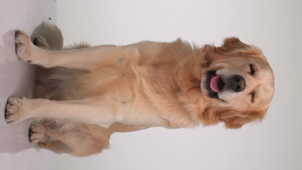 Kaunis Kultainen Noutaja Koira Istuu Katselee Eteenpäin Kun Läähättää Kieli — kuvapankkivideo