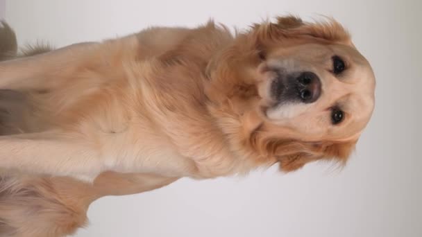 Precioso Poco Golden Retriever Cachorro Lamiendo Nariz Mirando Hacia Arriba — Vídeos de Stock