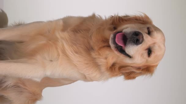 Sıkıcı Labrador Köpeği Stüdyoda Gri Arka Planda Otururken Dilini Çıkarıp — Stok video